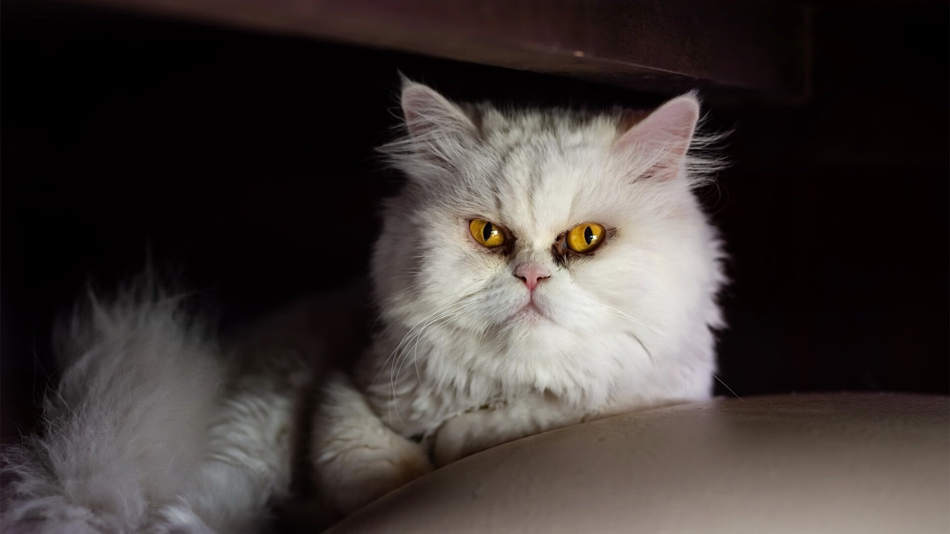 足球VR观赛体验馆在深圳开放试运营，深圳室内足球场