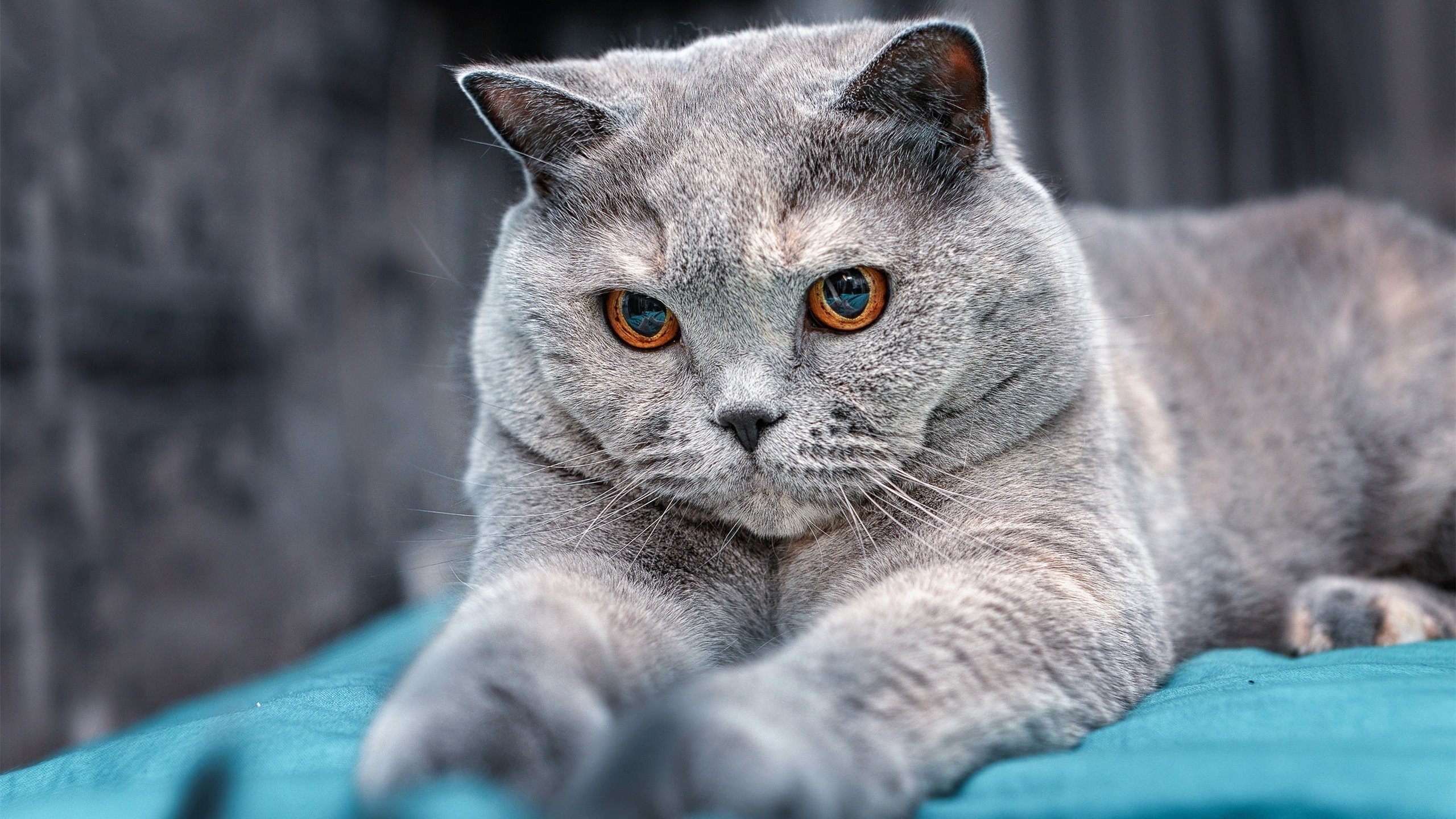 开云官网APP下载-足协出台新政策，优化青训环境推进职业化，足球青训发展方案