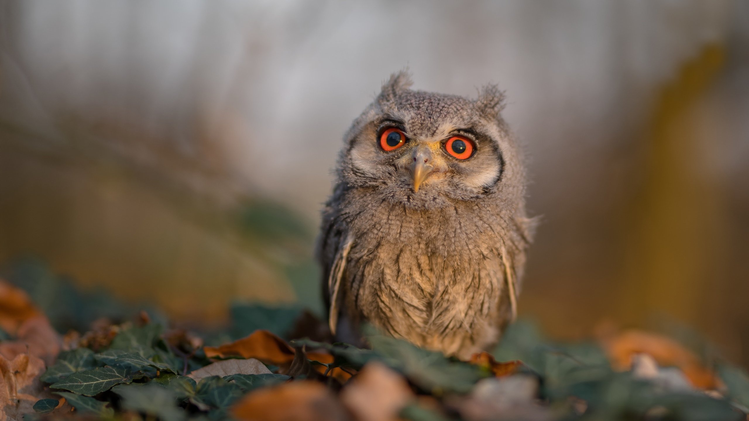 kaiyun官方网站-阿根廷足球再写辉煌篇章，阿根廷足球队百科