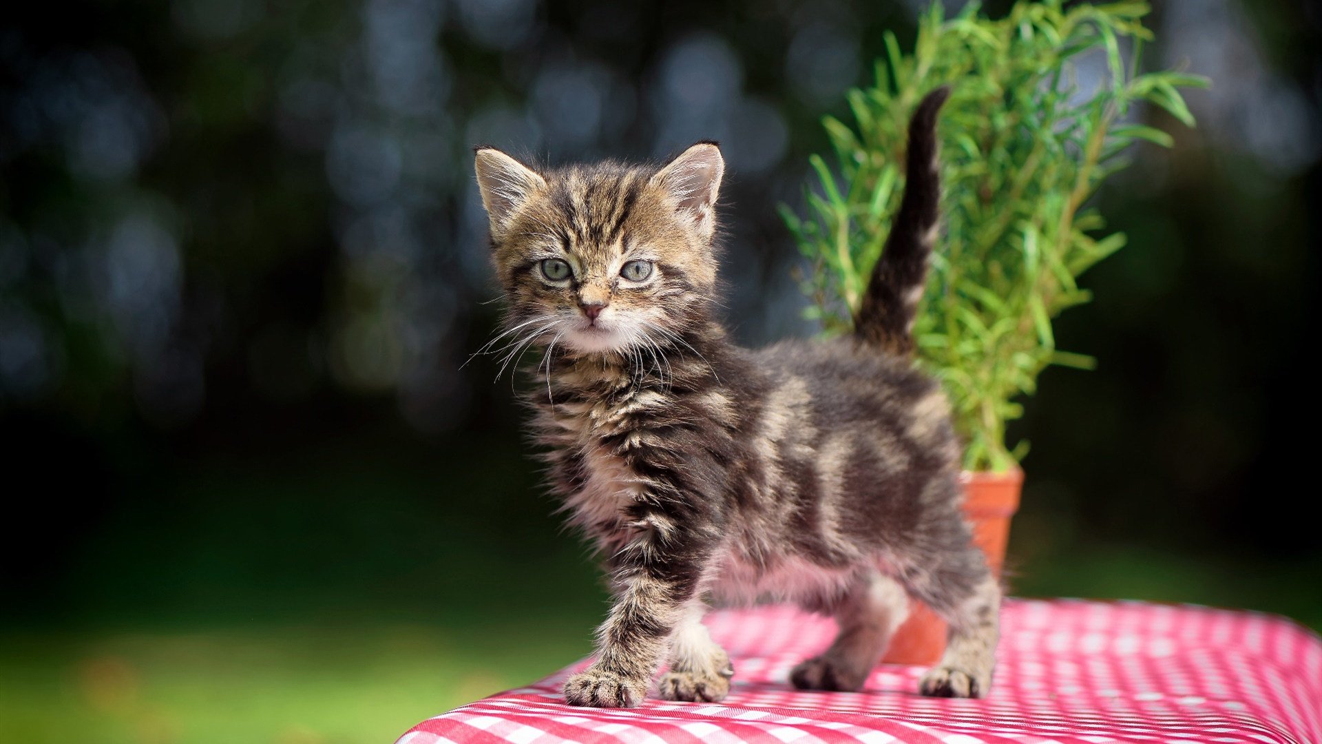 青少年篮球理念引领行业发展，推动产业链多元化创新，青少年篮球教育行业分析