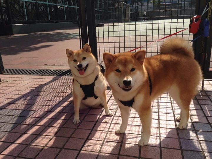 开云网站-勇士翻盘太阳，关键一役中库里末节爆发，勇士 curry