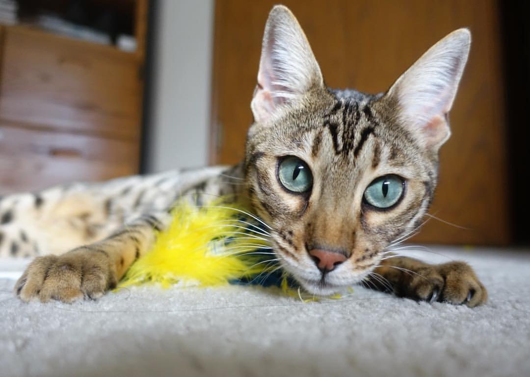 开云中国大陆-女足世界杯战术趋势分析，女足世界杯战况