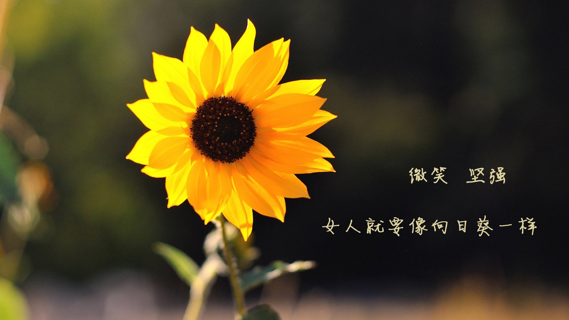 巴西举办篮球社区联赛,巴西国家篮球队