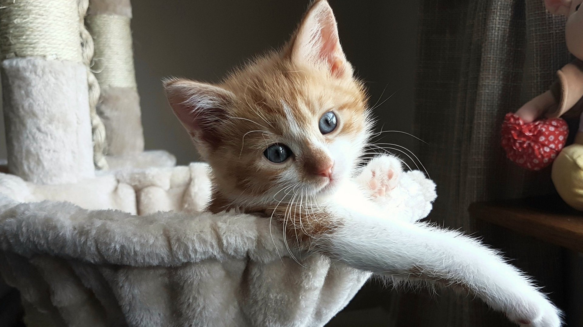 开云网页版登录入口-布莱顿客场取胜富勒姆，取得连胜态势，布莱顿对埃弗顿聚胜顽球汇