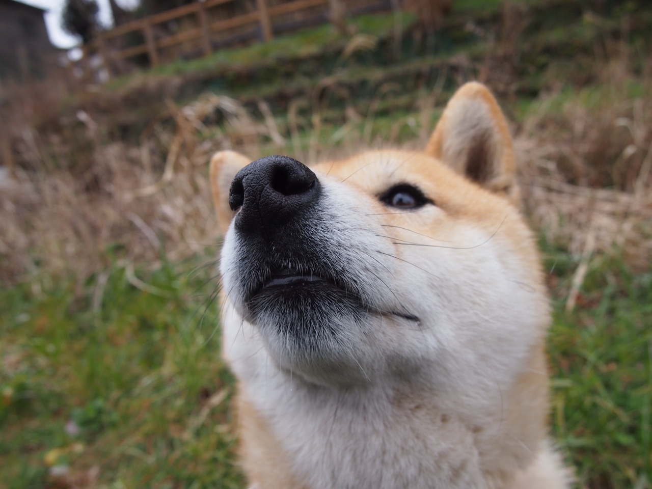 捷克队球员训练积极备战国际比赛，捷克球队阵容