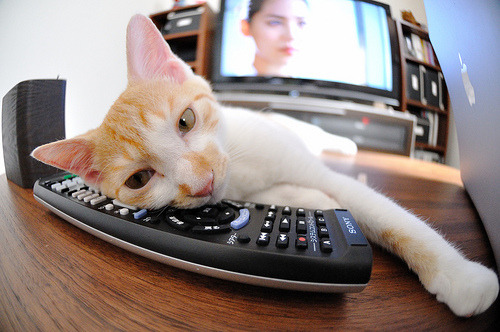 沙尔克客场主场失利，球迷失望不已，沙尔克队主帅