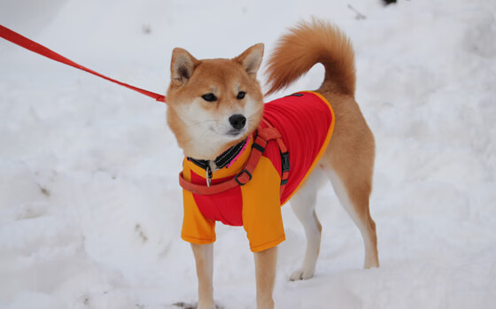 电竞职业选手身体康复训练方案设计与实施效果评估,电竞体能训练