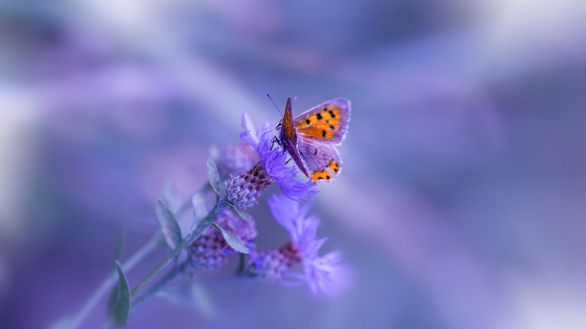 传奇再临：退役巨星担任教练的新篇章，传奇再现最新章节