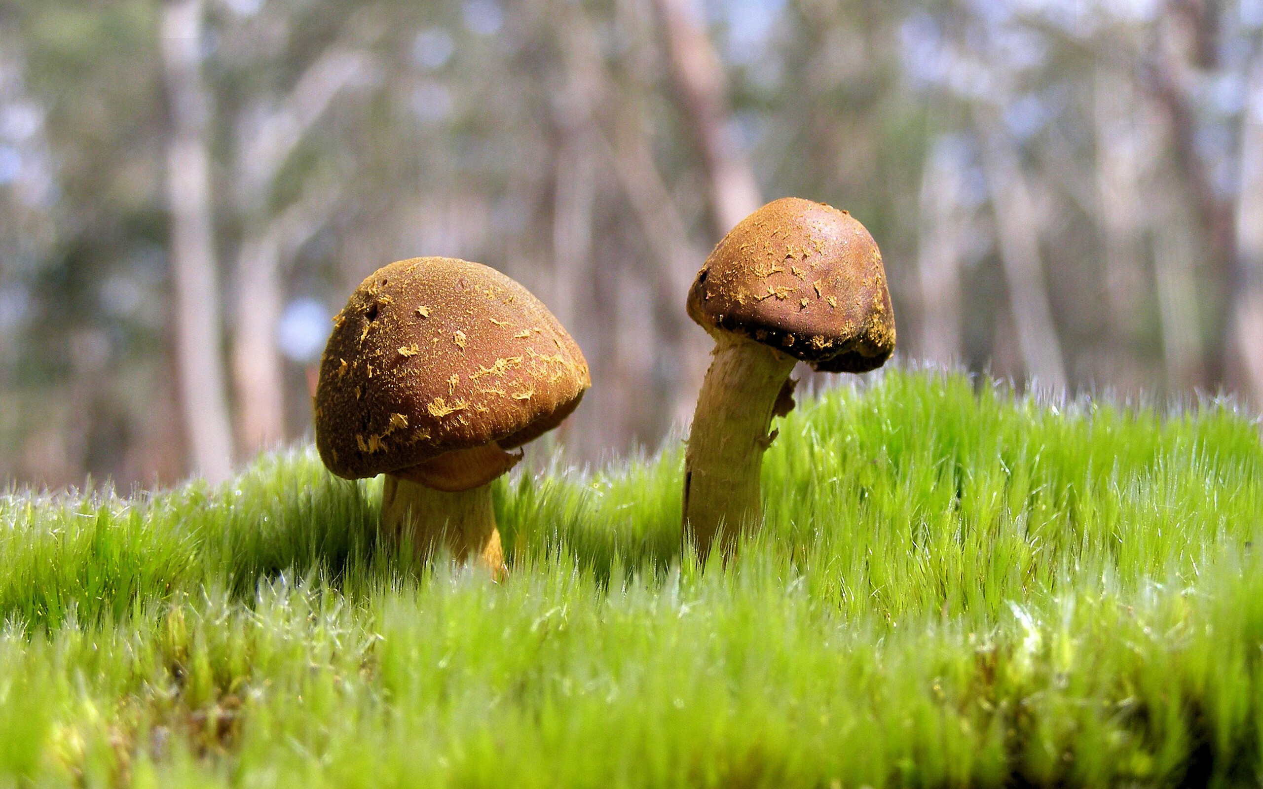 夺冠之路：解读各队夺冠的策略和关键因素，夺冠的细节分析