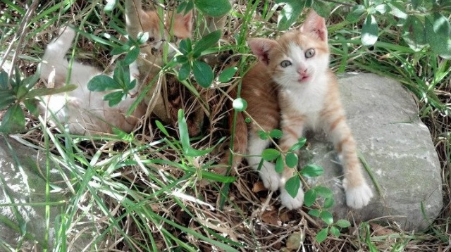 五大联赛替补逆转比赛案例是否呈增长态势,五大联赛换人名额