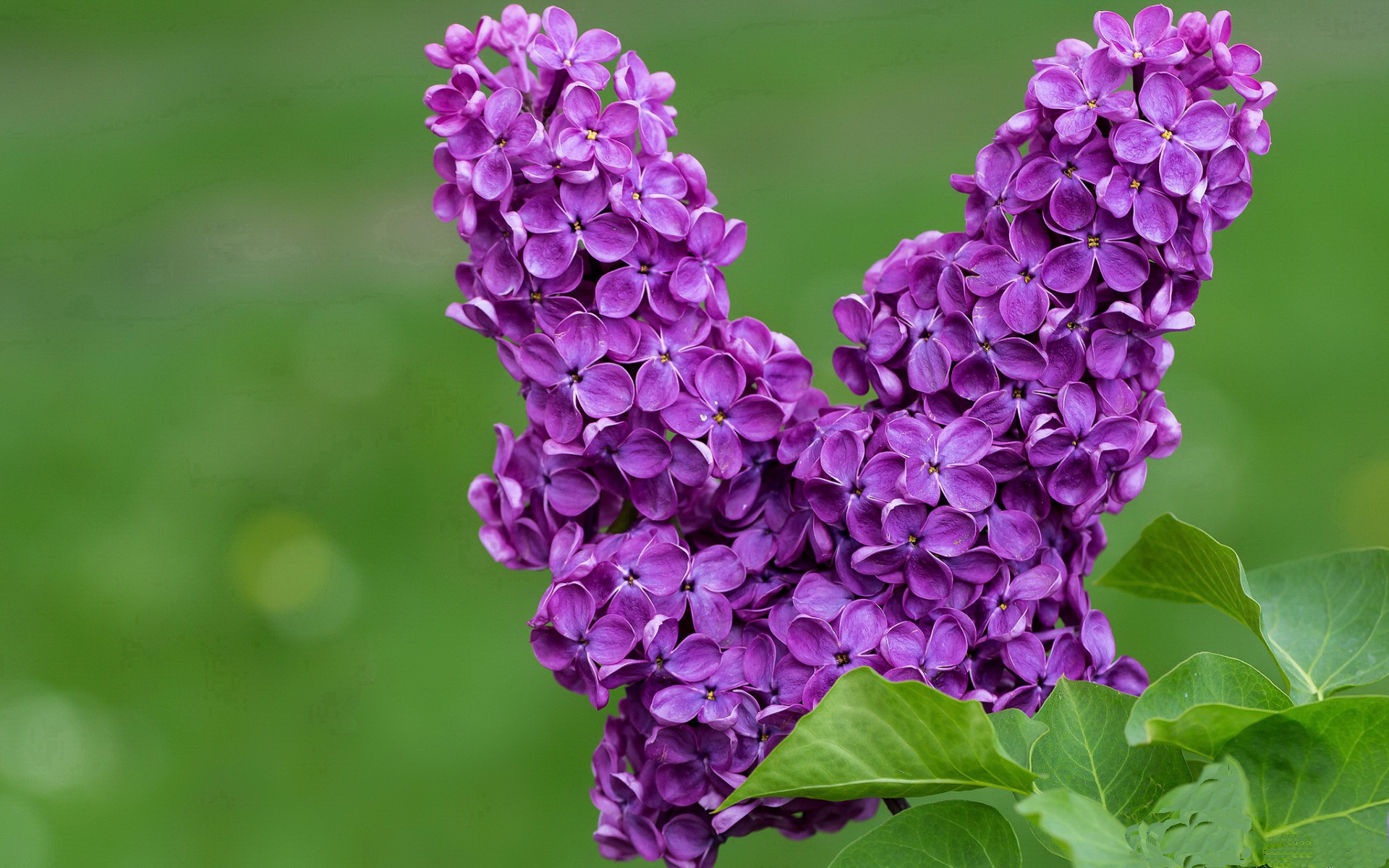 切尔西前场站位灵活增强进攻宽度，切尔西右前卫