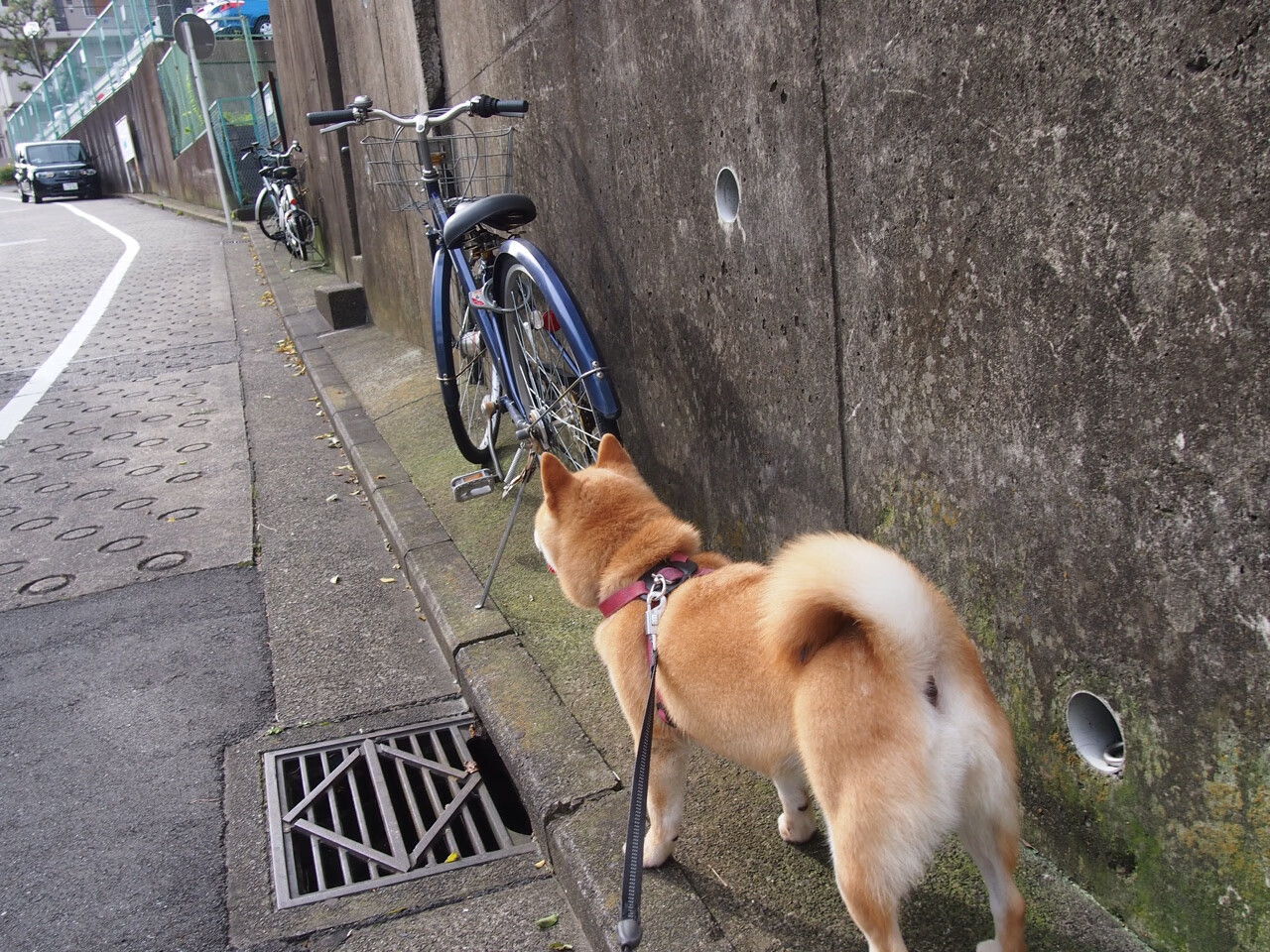 KAIYUN 中国大陆-沃尔夫斯堡转换速度快造成节奏混乱，沃尔夫斯堡市
