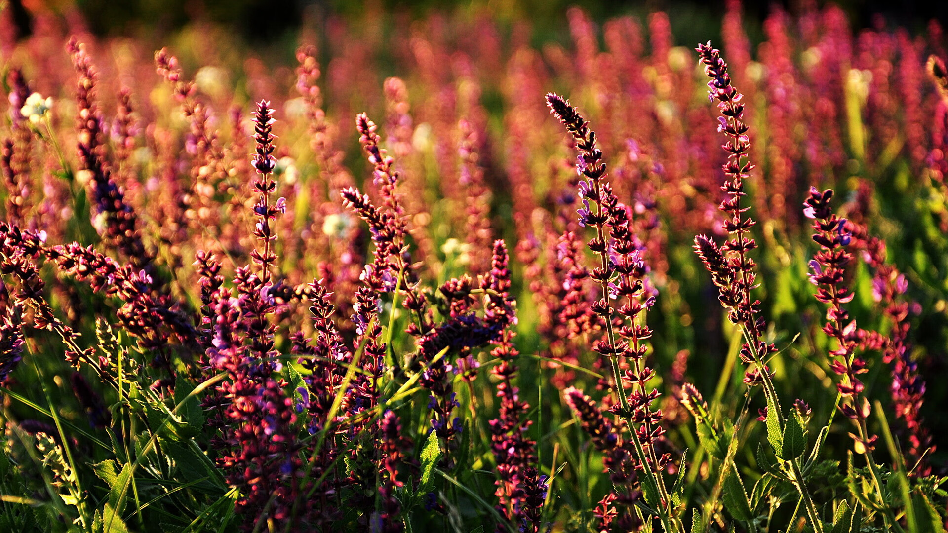 球队是否构建以节奏切换为基础的控球转攻模式,控球节奏如何提高