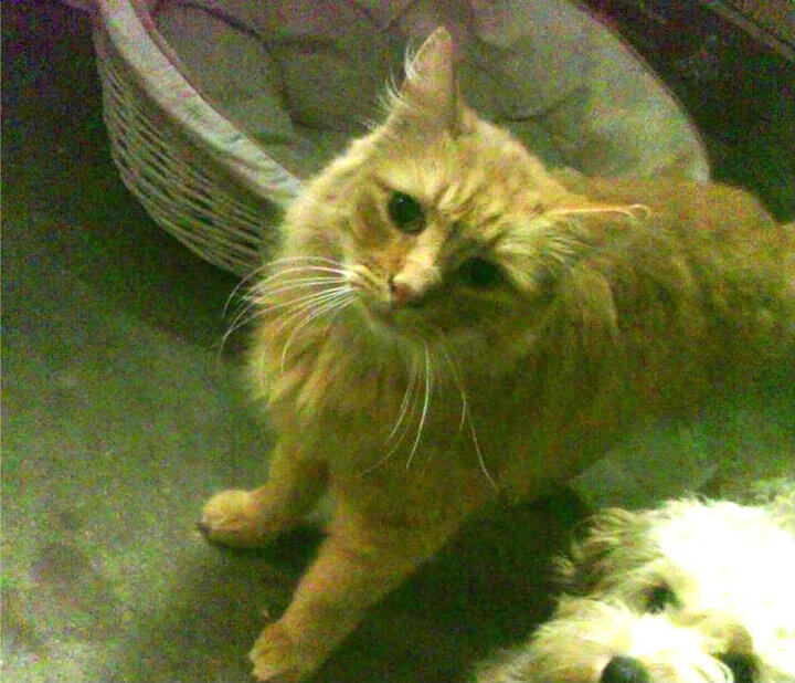 KAIYUNAPP-“马科斯·梅特罗的全能技巧，助力美洲狮队在世界赛场中崭露头角”