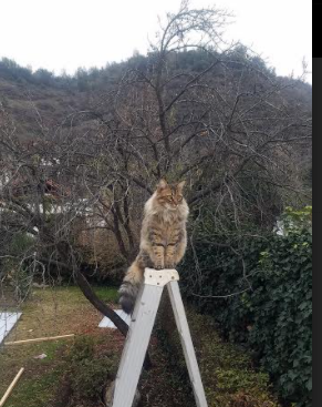 开云·Kaiyun网页版-中国足球青少年足球俱乐部发展迅速，中国青少年足球俱乐部发展情况