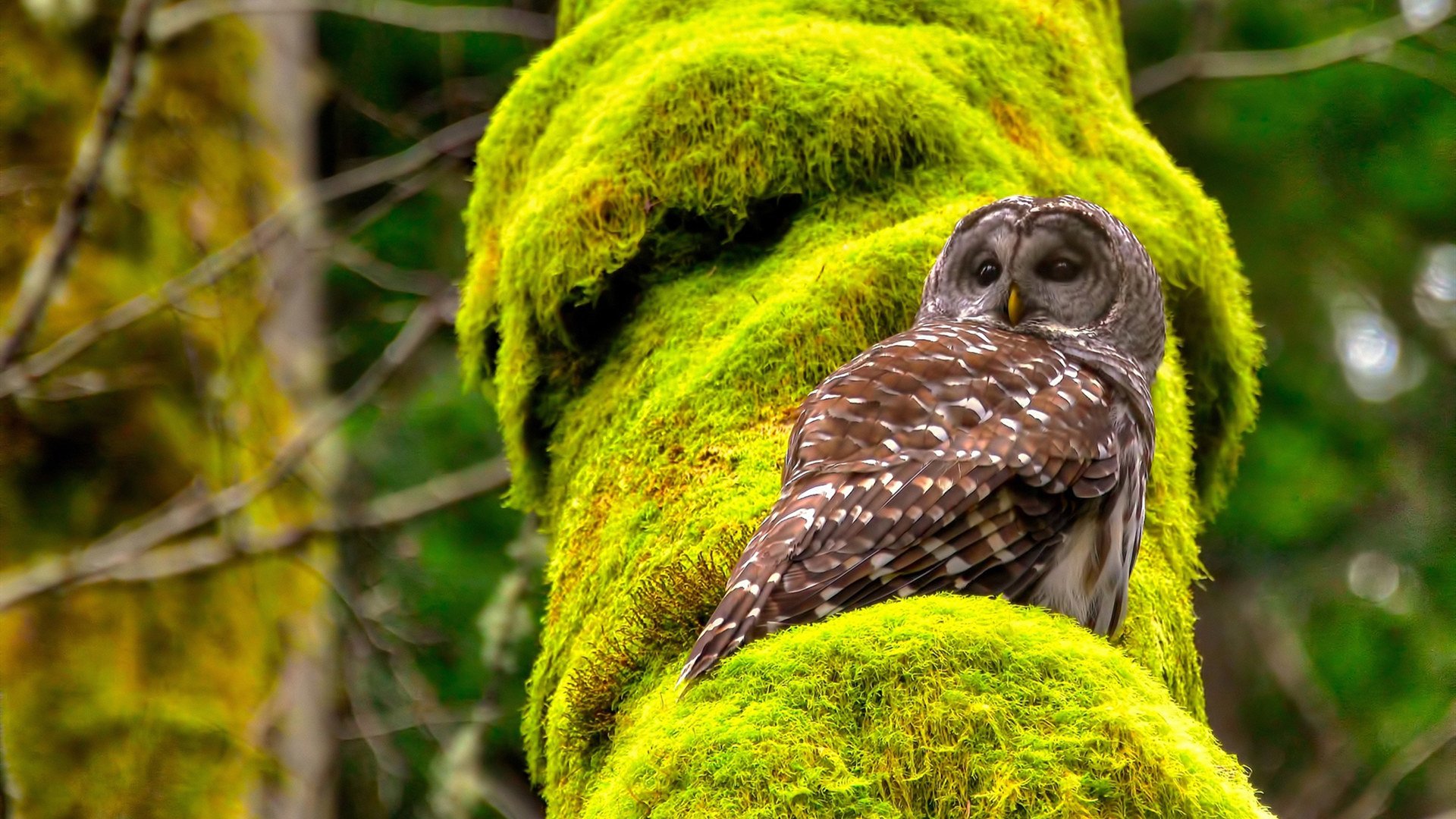 球员体能测试公开,数据透明化成新常态,足球运动员体能测试