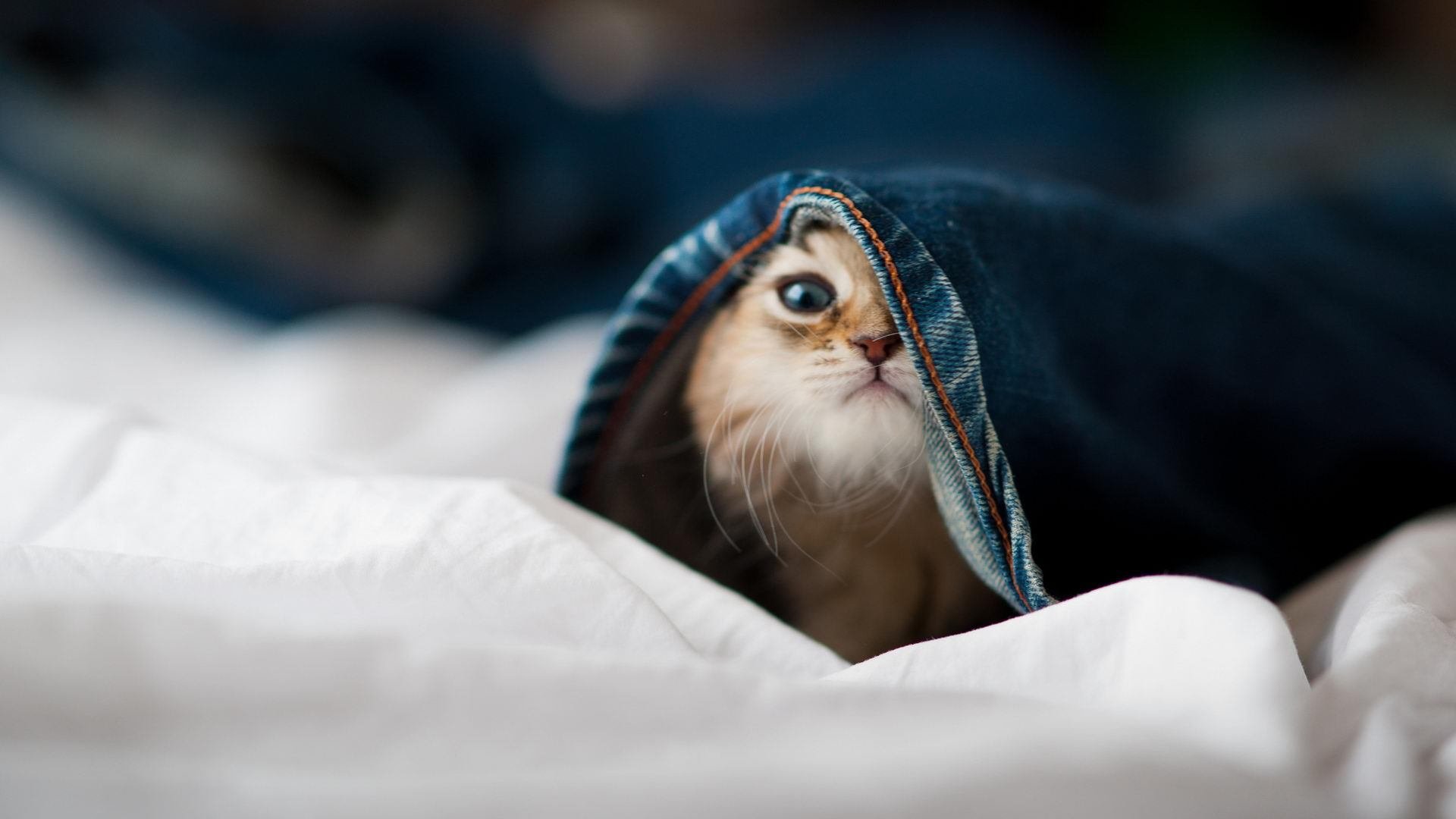 美洲杯激烈撞击:高手比拼,精彩不断!,美洲杯比赛视频