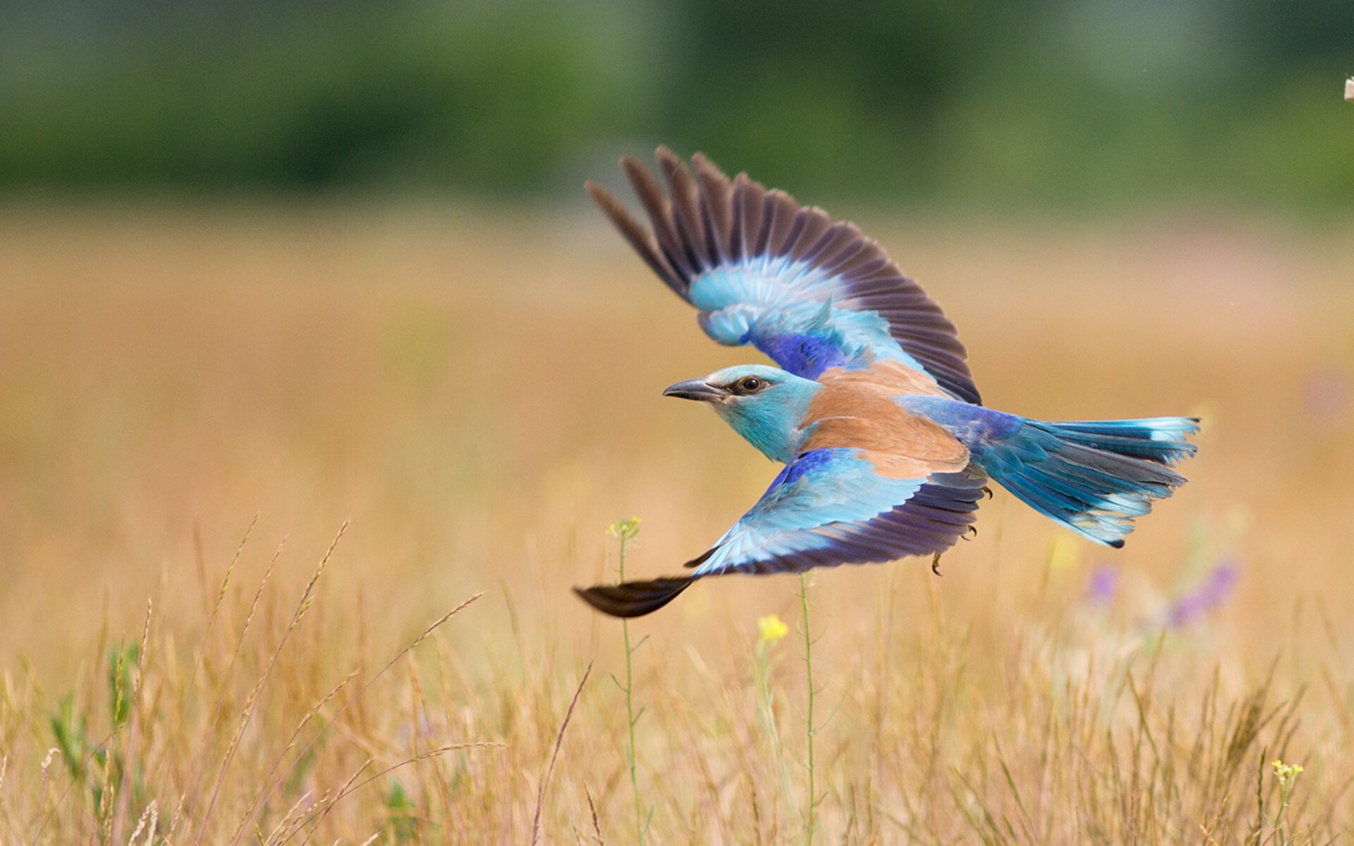 贝尔哈德·福特:通过全方位的技术贡献,为全黑队铺平胜利之路