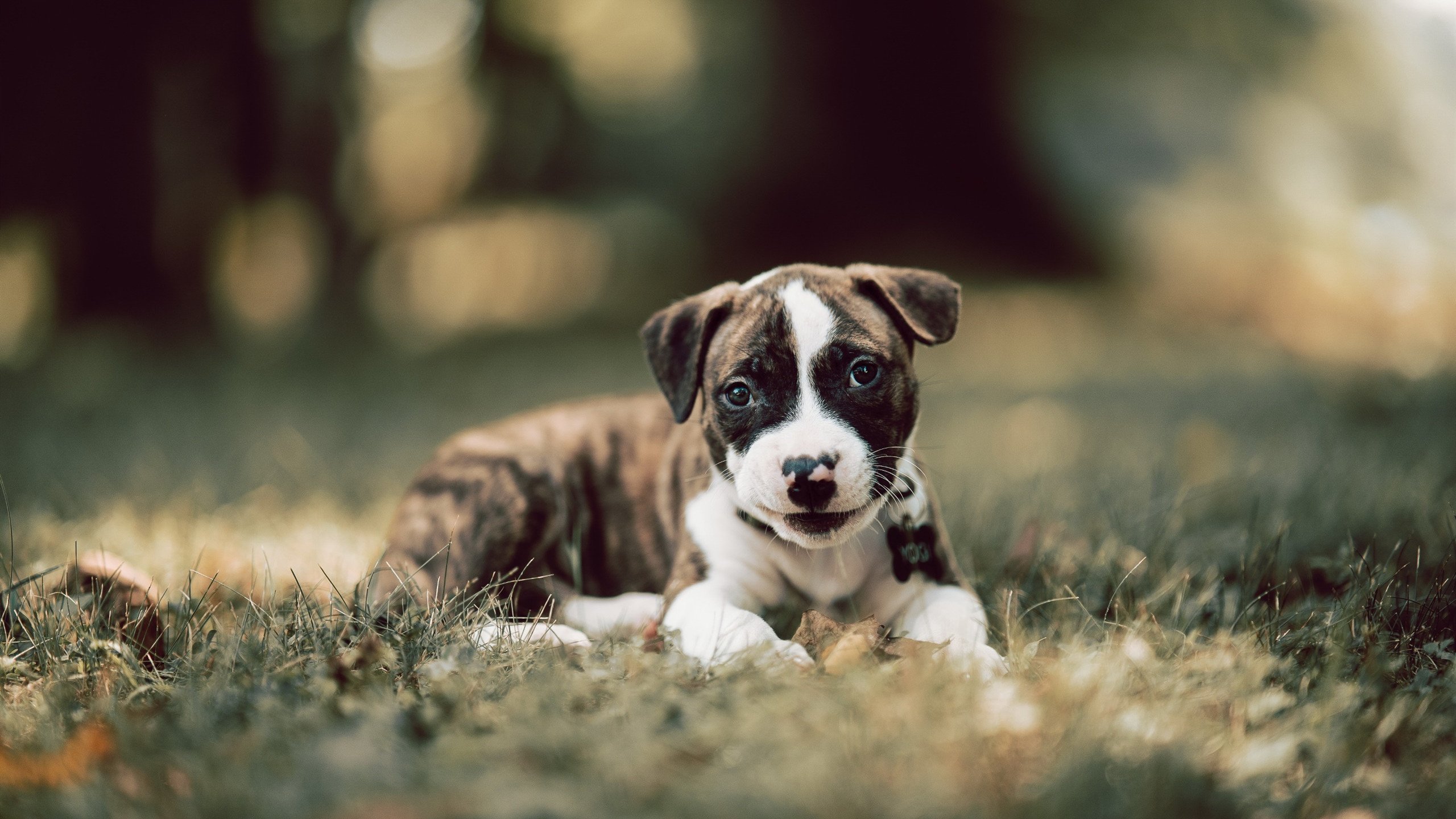 跳水难度升级摩纳哥勇于挑战,摩洛哥跳水